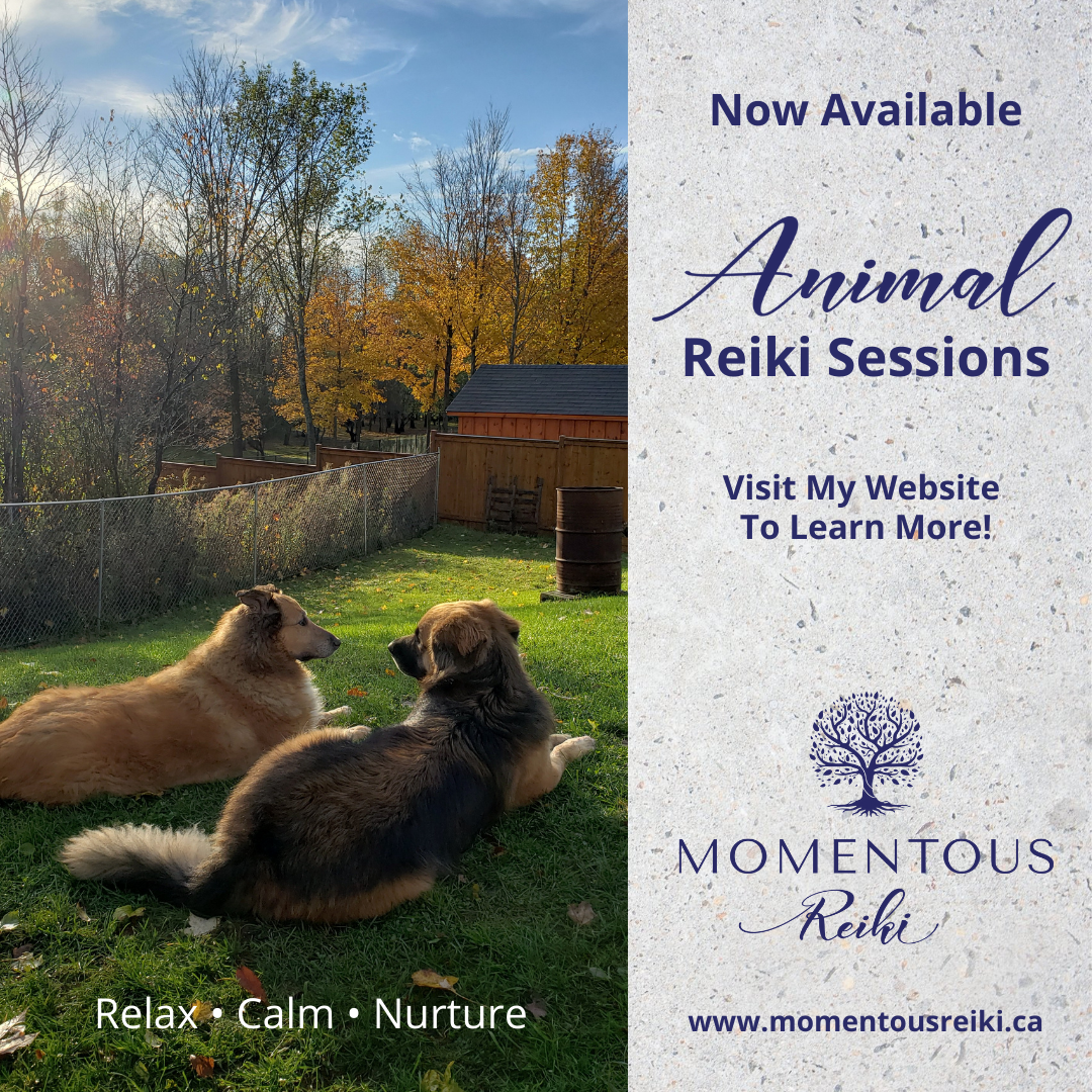 Animal Reiki sessions now available. Check out my website for details. www.momentousreiki.ca (1)